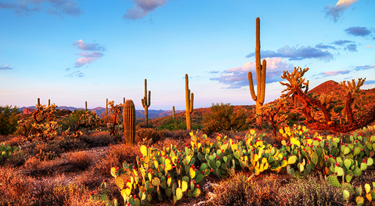 Spirit of the Desert: Southwest National Parks